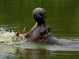 Hippo